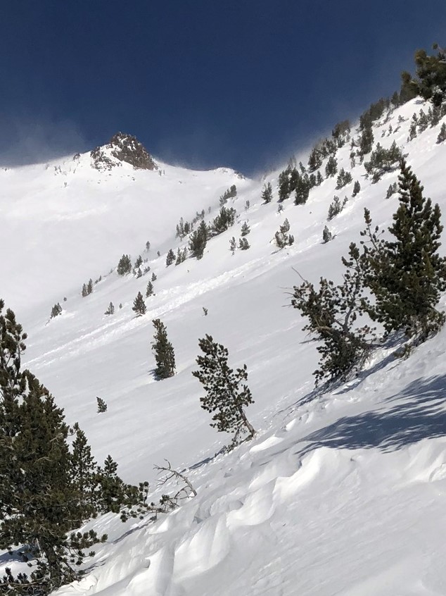 D1 avalanche debis on W facing slope 8,700 feet Giddy Giddy Gulch