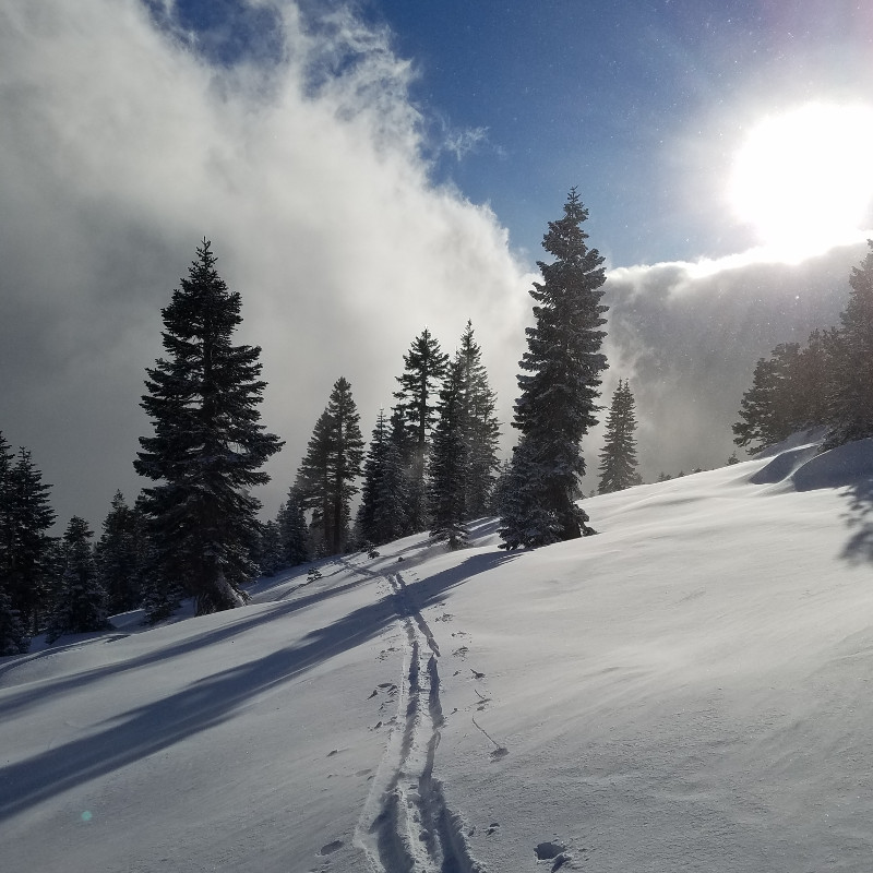 Near Treeline Near Treeline