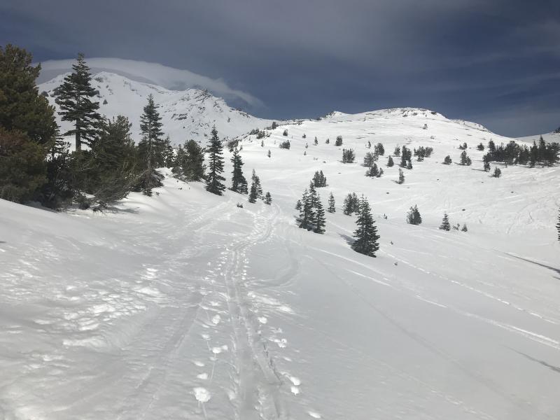 Treeline on Green Butte Ridge, looking up at Broadway