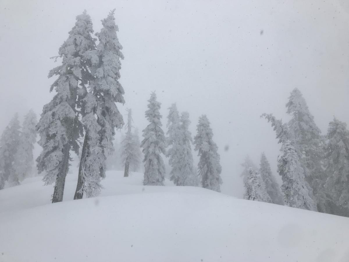 Near treeline, Gray Butte, poor visibility, windy (SW)