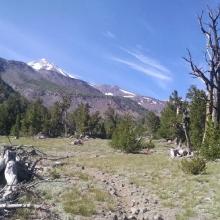 Northgate trail, just below treeline