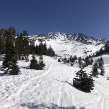 Near treeline Avalanche Gulch