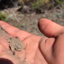 Horny Toad buddy