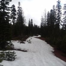 Road to Brewer Creek 2.3 miles from the trailhead.