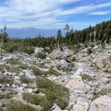 Trail At Treeline