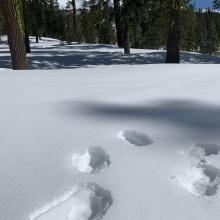 Below treeline, ~6 inches boot penetration through breakable crust