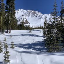 Below treeline snow surfaces