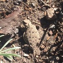 Seen along the trail! Horned Lizard.