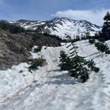 Below Treeline Ascending