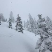 Near treeline conditions. Looking up at recent avalanche (really hard to see crown)