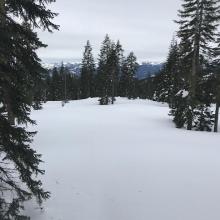 Below treeline conditions 