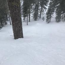 Below treeline conditions 