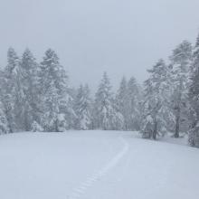 Representative weather conditions near treeline 