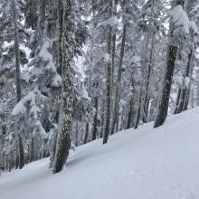 Unaffected snow surfaces in the woods below treeline