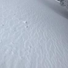 Surface texture from wind below treeline 