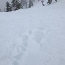 Frozen surface near treeline