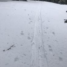 snow condition on Green Butte ridge. 5 cm ski penetration 