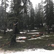 Bare forest, just above Bunny Flat along road. This is the typical return for skiers skiing Sun Bowl/Powder bowl