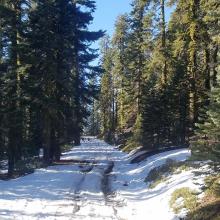 Lower Sandflat X-C Trail - Rutted from Vehicle Traffic