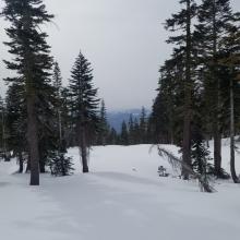 Conditions Below Treeline - 2 to 3 in of dry snow, mixed with exposed crusts and hidden rocks