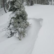 Wind lips below treeline - unreactive to ski cuts