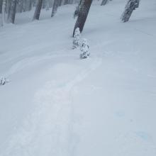 Ski cuts below treeline on steep convexities - no result