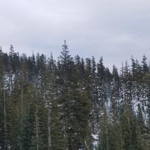Trees on north/northwest slopes still holding snow.