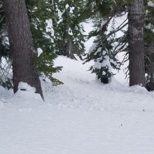 Falling snow from trees hardening snow surface.