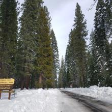 Pilgrim Creek Road (13) to the Northeast, Plowed to Cramer Springs Rd for Logging Operations