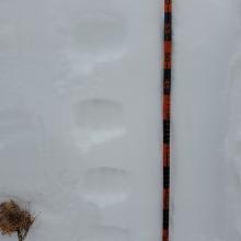Height of Snow 65 cm (25 in), F- to F+ density to ground.