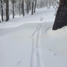 Ski Penetration Near Treeline