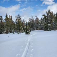 Up to 20 cm (8 in) of Storm Snow Below Treeline