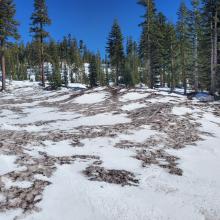 Pockets of new snow above bunny.