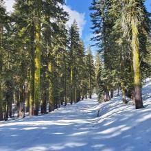 Sand Flat has a nice 1 inch layer of low density snow.