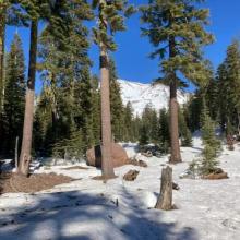 Below treeline heading up toward Avalanche Gulch