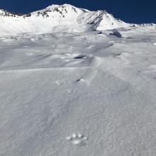 Avalanche Gulch and pine marten tracks. Remember, DOGS are NOT ALLOWED in the MS Wilderness