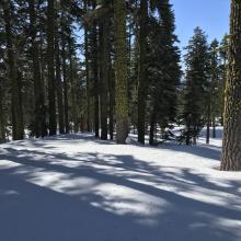 snow conditions below treeline