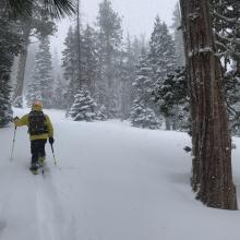 Conditions below treeline