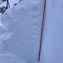 155 cm deep snow pit. Right-side up structure displayed by hand hardnesses 