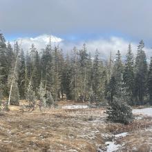 Meadow in wagon bowl, below the weather station