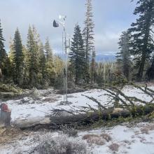 Snag felled near weather station