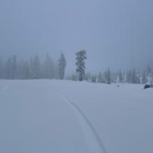 Pea soup, below treeline on Mt. Shasta