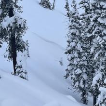 Old crown on east facing slope in the Eddies