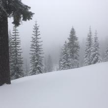 Conditions below treeline along green butte ridge 7,500 feet SW (1:15 p.m.)