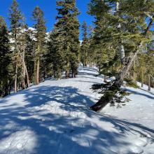 Green Butte ridge below treeline