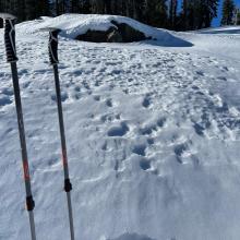 Sheltered, northerly terrain near and below treeline held near surface facets, 2-3 inches thick. This is not a problem. If this snow still exists when we get a big storm, that is when we should be heads up.