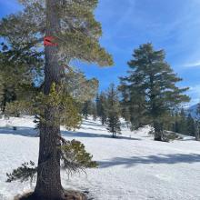 The beginning of the snow survey course, just above Deadfall Lake