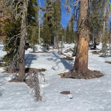 Typical condition of most south facing slopes above 6,500 feet