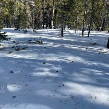 A lot of tree debris and blown over snags on the snowpack below treeline