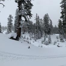 Typical snow coverage below/near treeline